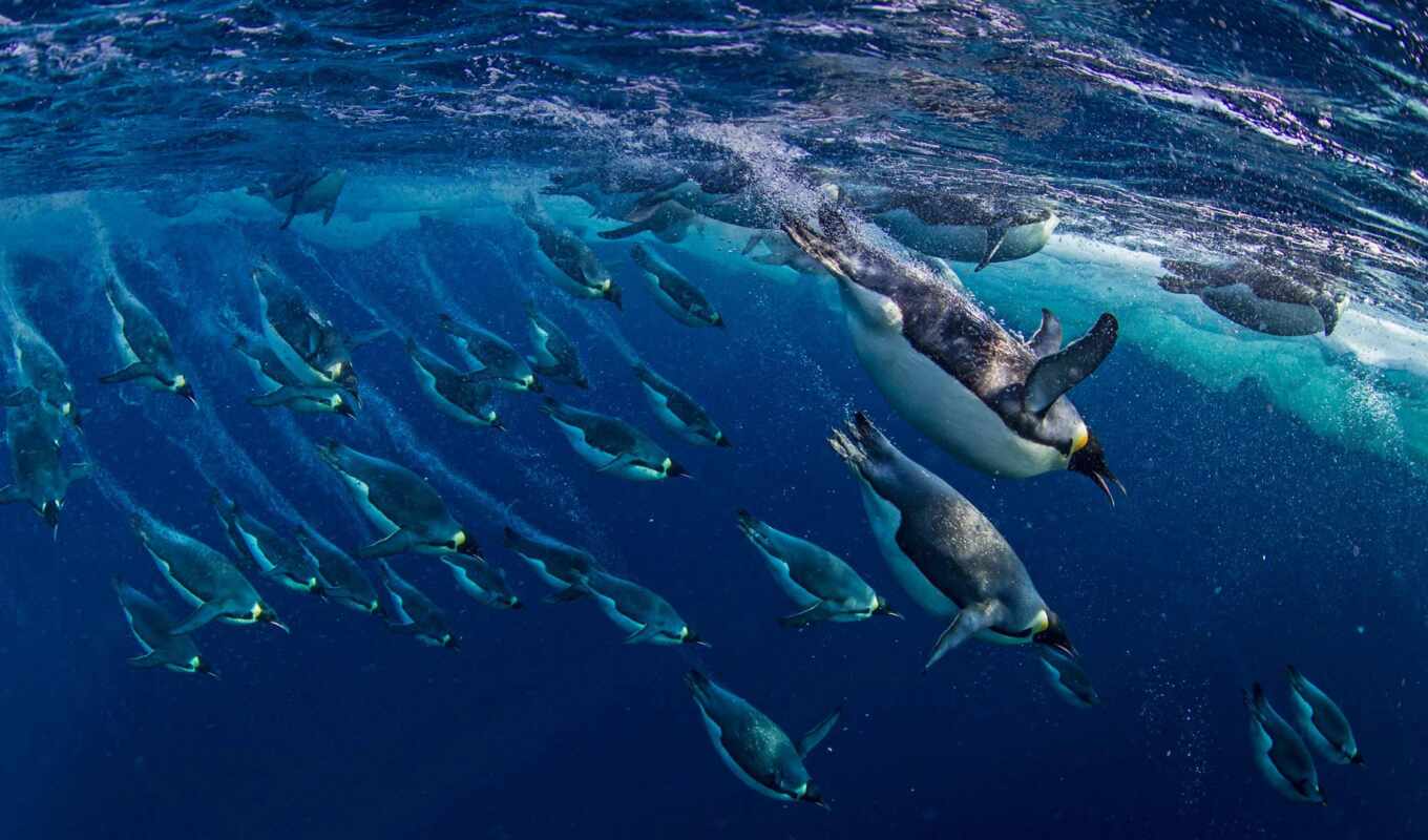 penguin, dive, antarctica