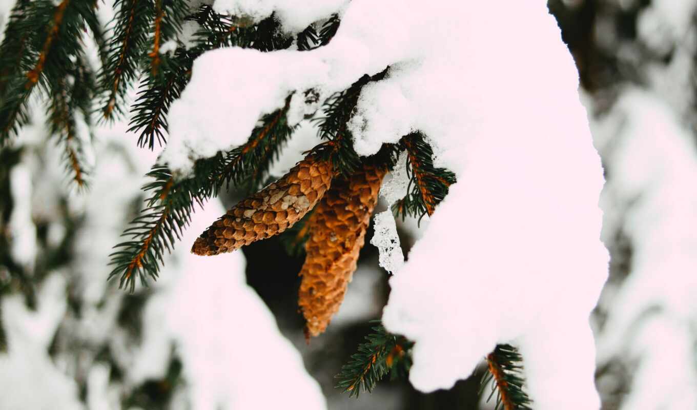 mobile, snow, winter, branch, pine, fir, cone