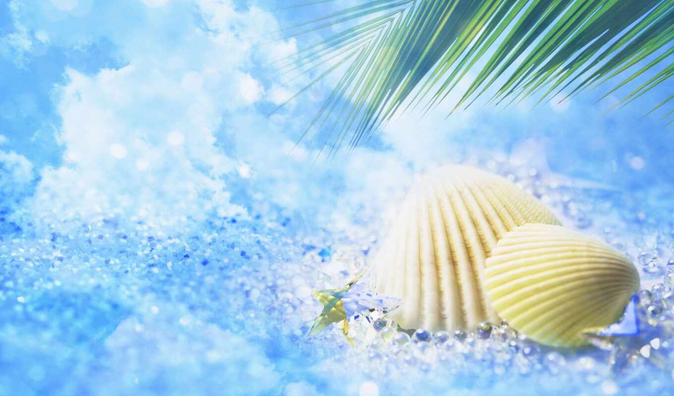 summer, background, seashell, funart