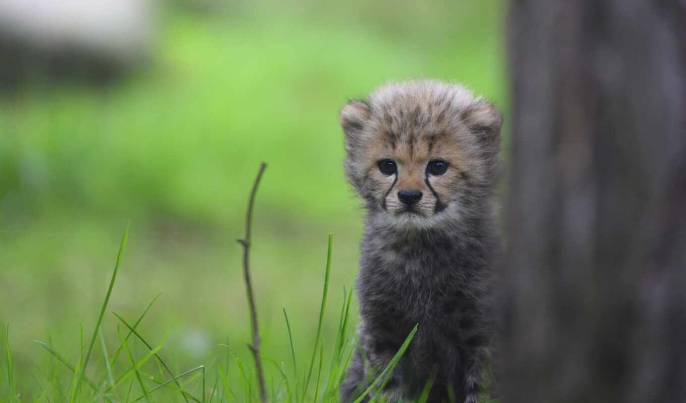 grass, cat, animals, see, muzzle, the cub, cheetah, baby, park, kitty, flarecheetah