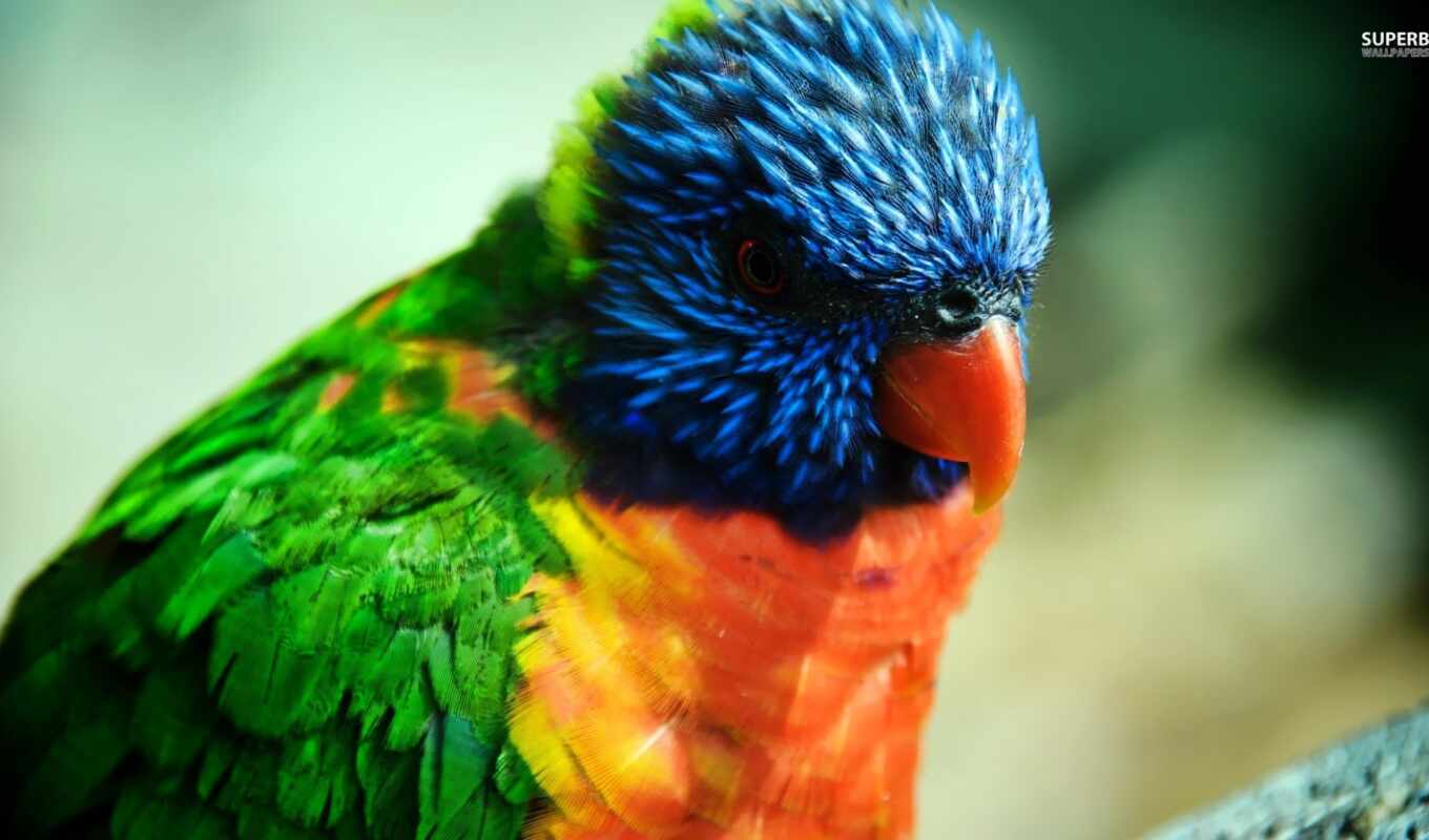 mobile, красочные, птица, попугай, animal, lorikeet, scare