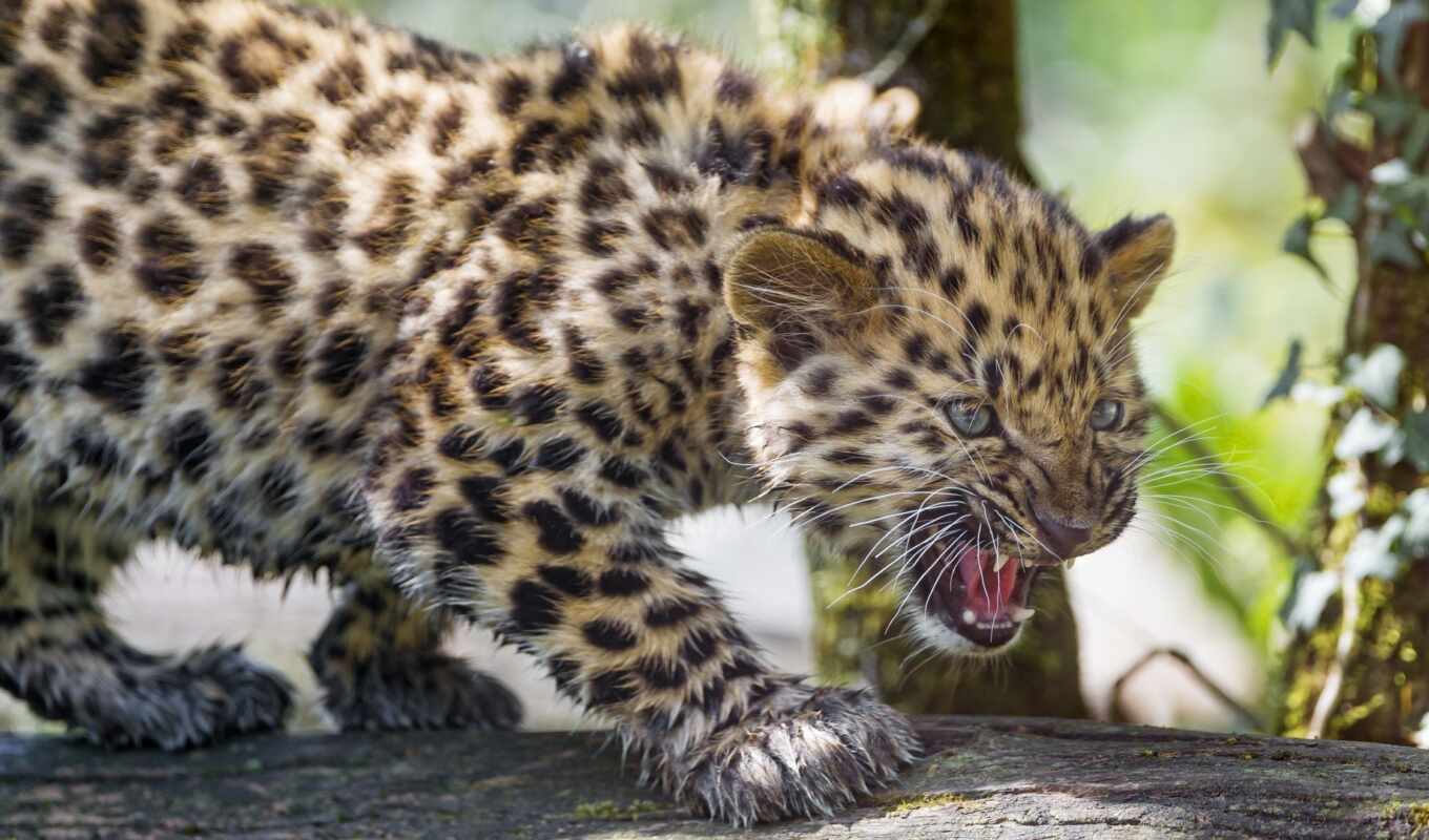 jaguar, heyvanlar