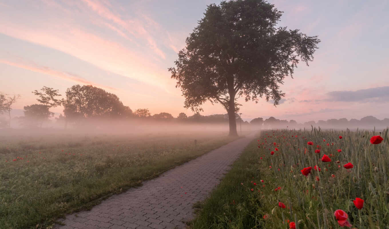 sky, red, tree, autumn, morning, fog, poppies, poppy, fore