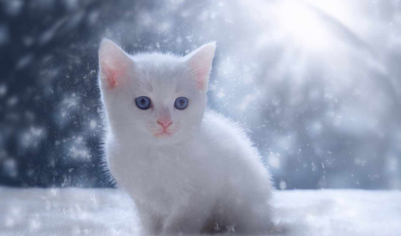 photo, white, shop, winter, cat, little, kitty, pet, narrow