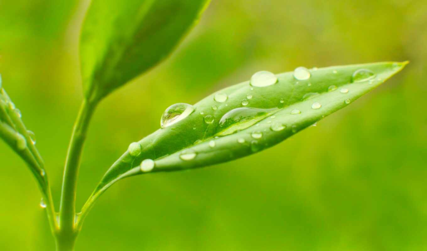 nature, drop, sheet, closely, plant, dew, nature, plant, macro photography, makryi
