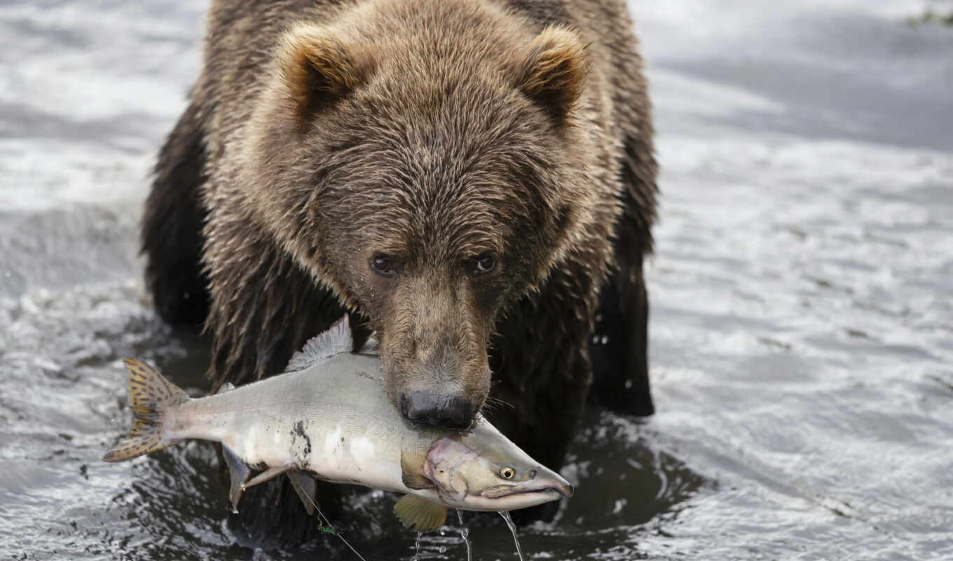 медведь, fish, река, лосось