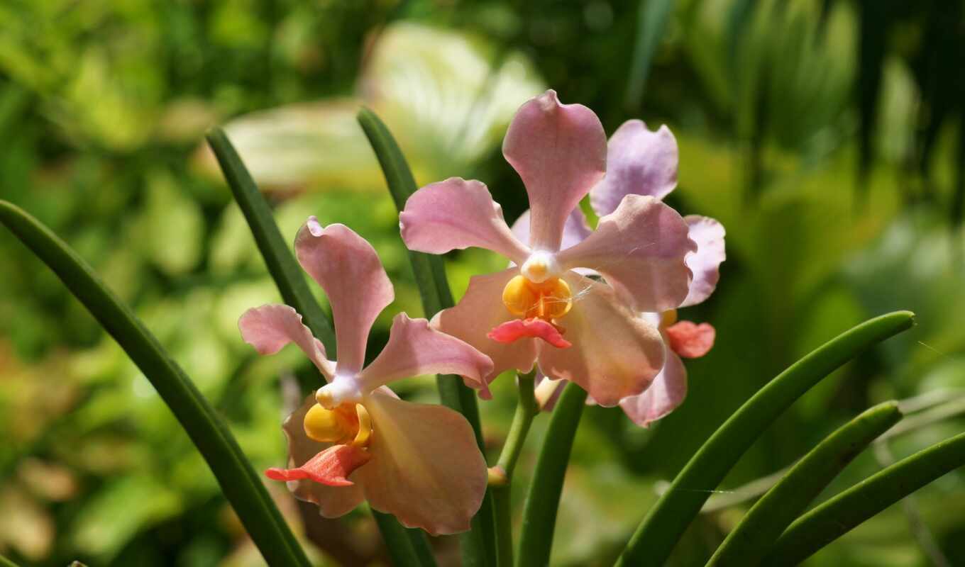 orchid, orchids