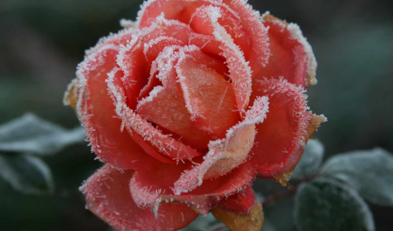 nature, frost