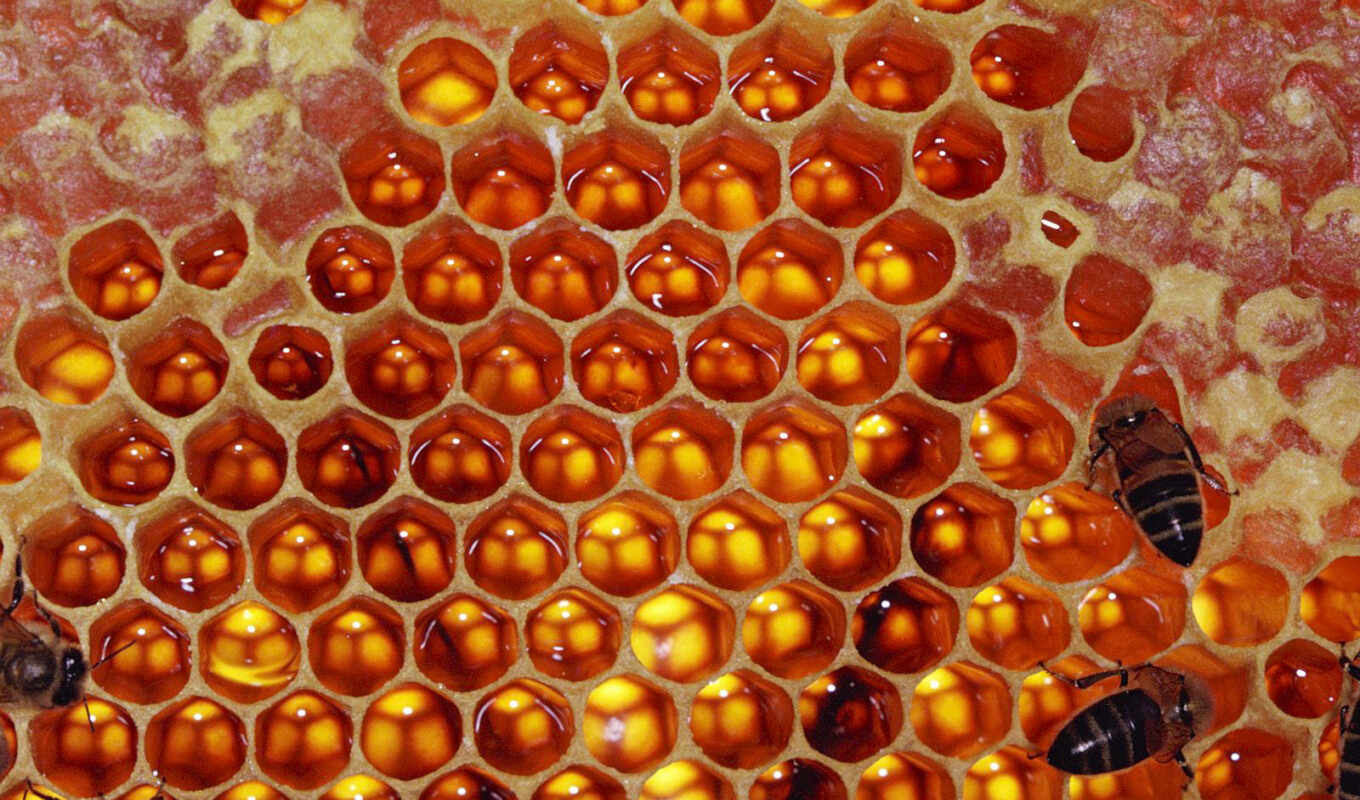 bee, honeycomb, honeycombs, plush, honey, mel, pollination, symmetry, bear
