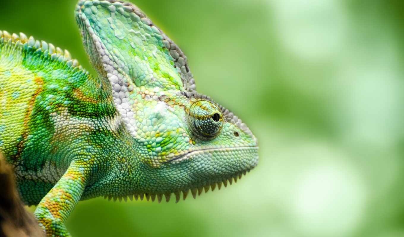 eyes, muzzle, lizard, reptile, chameleon