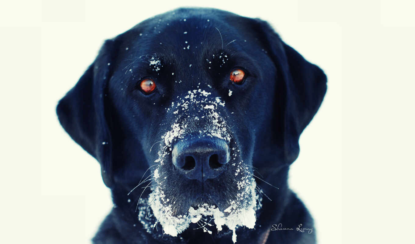 black, взгляд, white, картинка, свет, черная, снег, winter, кот, собака