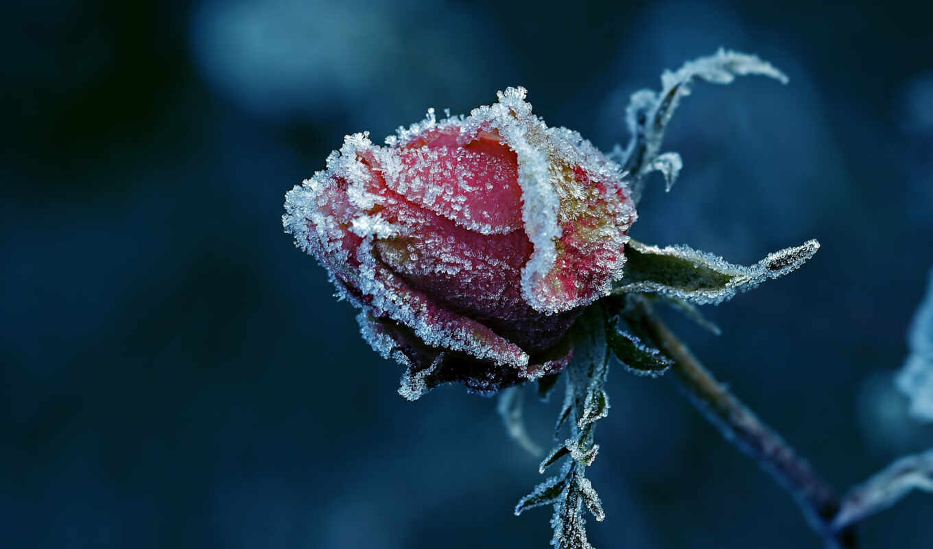 rose, macro, snow, winter, snow, cvety, sunny, bud
