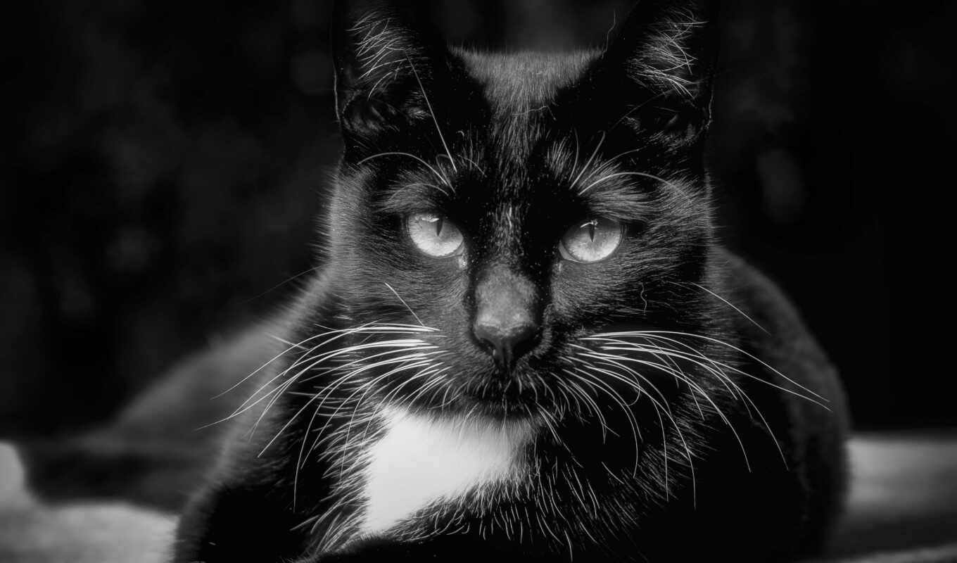black, free, кот, photos, kitty, royalty