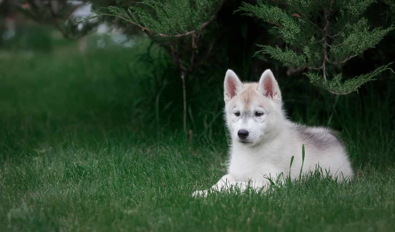 nature, white, grass, cute, dog, pose, see, puppy, husky, baby, park