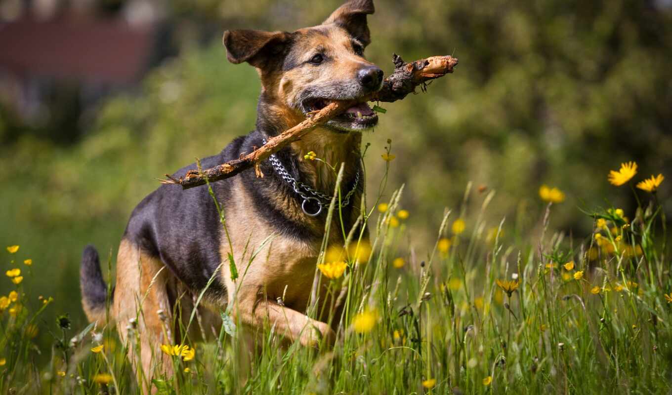 photo, dog, awesome, Rottweiler