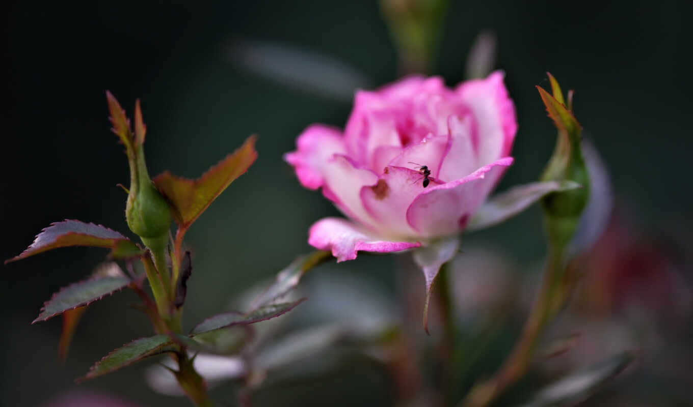 цветы, garden, розовый