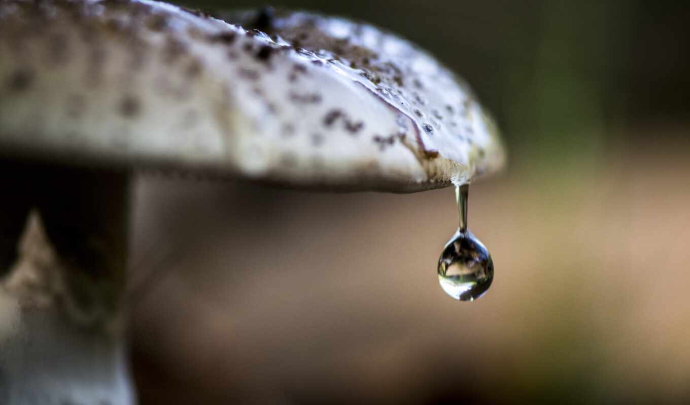 природа, drop, water, поле, mushroom, depth