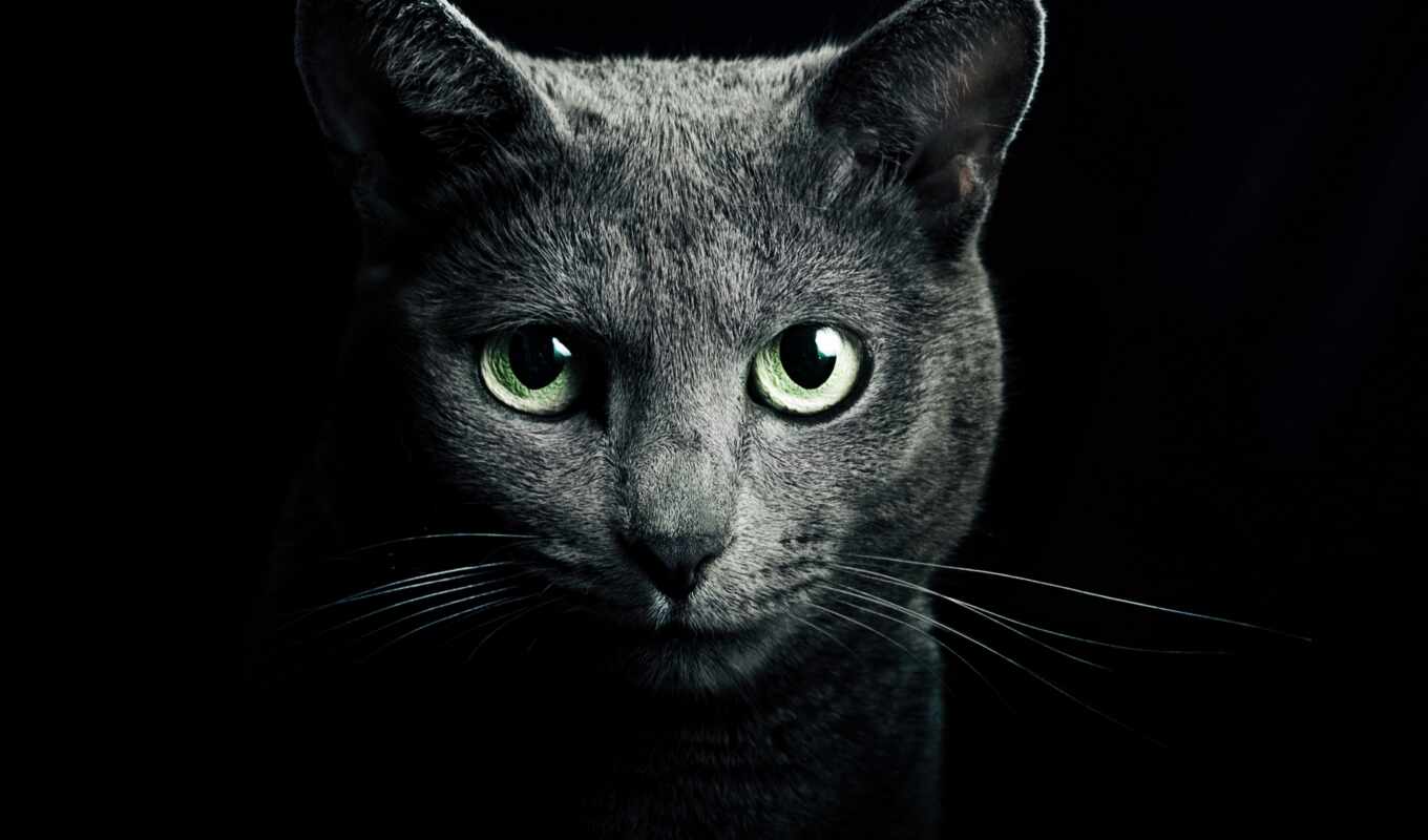 black, iphone, view, light, gray, cat, Russian, breed, green, blue