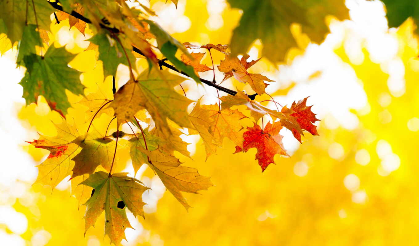 дерево, осень, листва, branch, maple, желтые