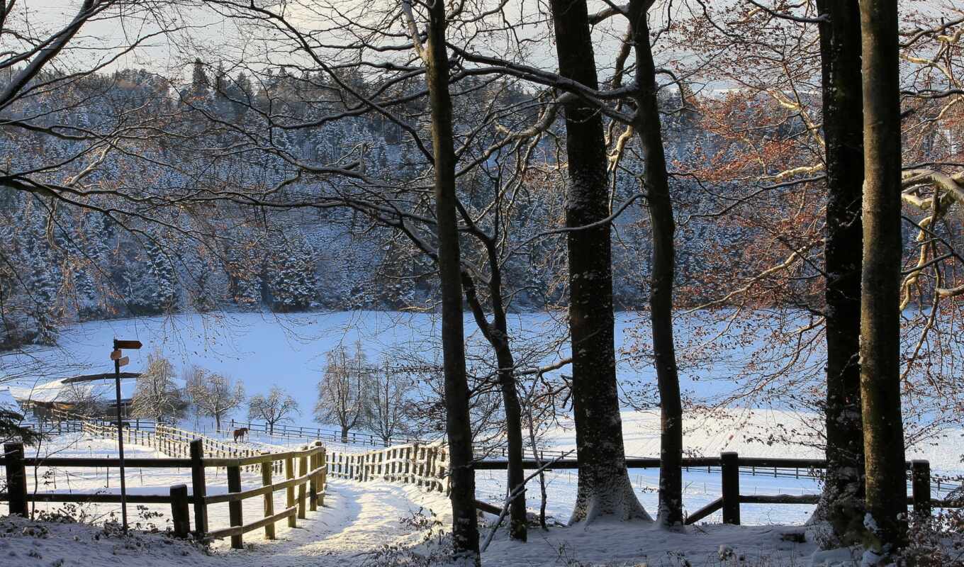 nature, snow, winter, field, animals, trees, hills, landscapes, farm, pasture