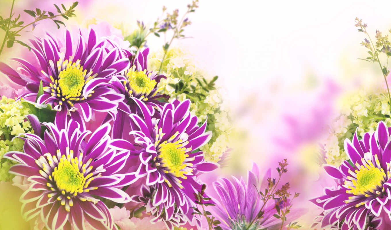 flowers, vector, birth, illustration, chrysanthemum, afbeelding, low, postcard, amazing, white