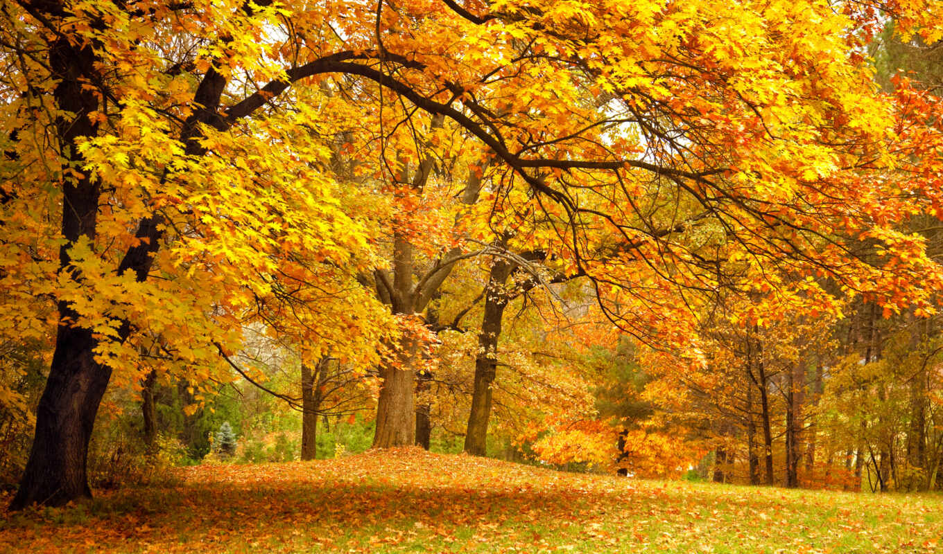 природа, лист, картинка, дерево, лес, осень, лиственный
