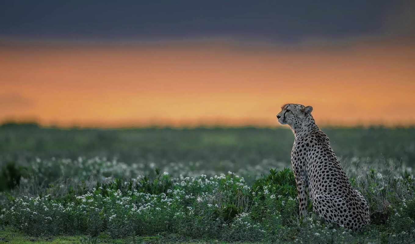 nature, animal, cheetah