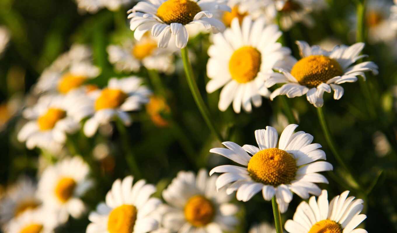flowers, background, field, sunny, sunny