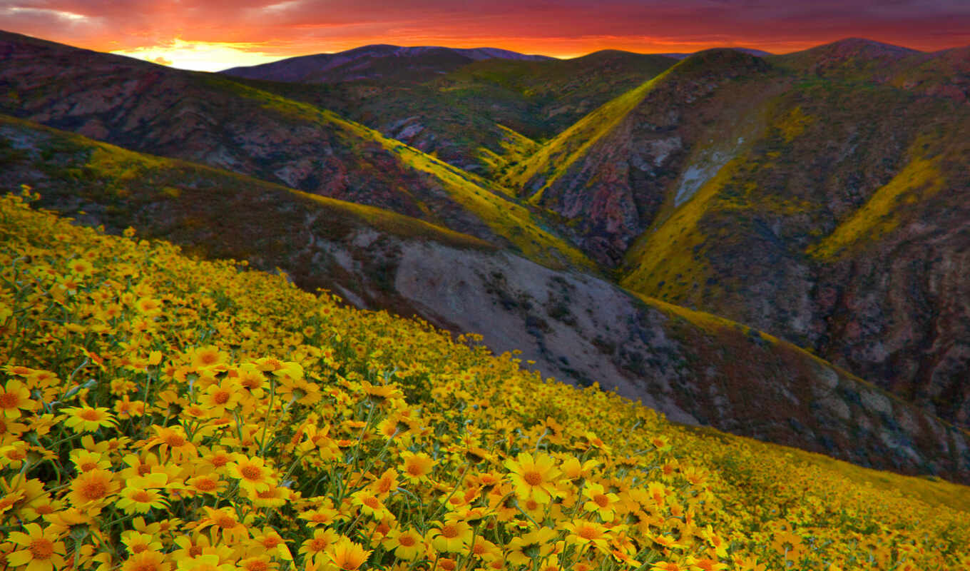 flowers, mountain, landscape, yellow, valley
