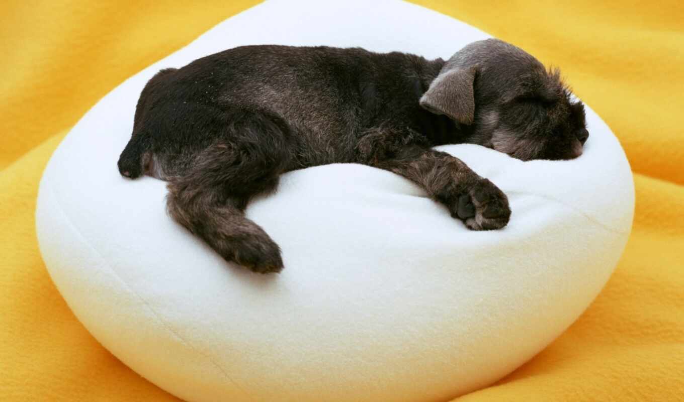 black, cute, собака, щенок, спать, animal, pillow, шубка, ризеншнауцер