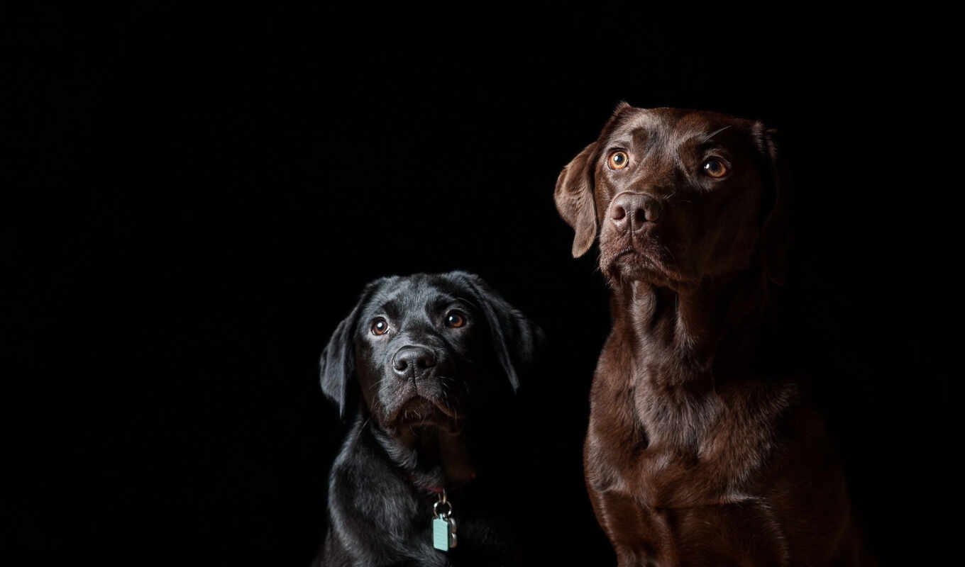 dog, puppy, Labrador, animal, dark, retriever, póster