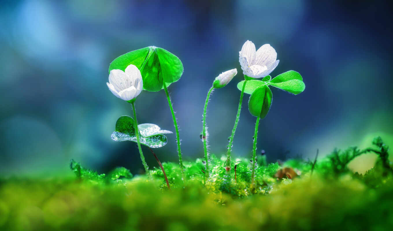 flowers, drop, water, field, spring, wildflower