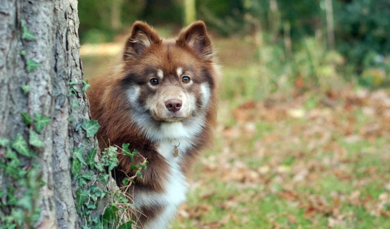 собака, овчарка, шпиц, australian, раза, лаппхунд, fauna, пастор, carnivoran, лапландский, пастух