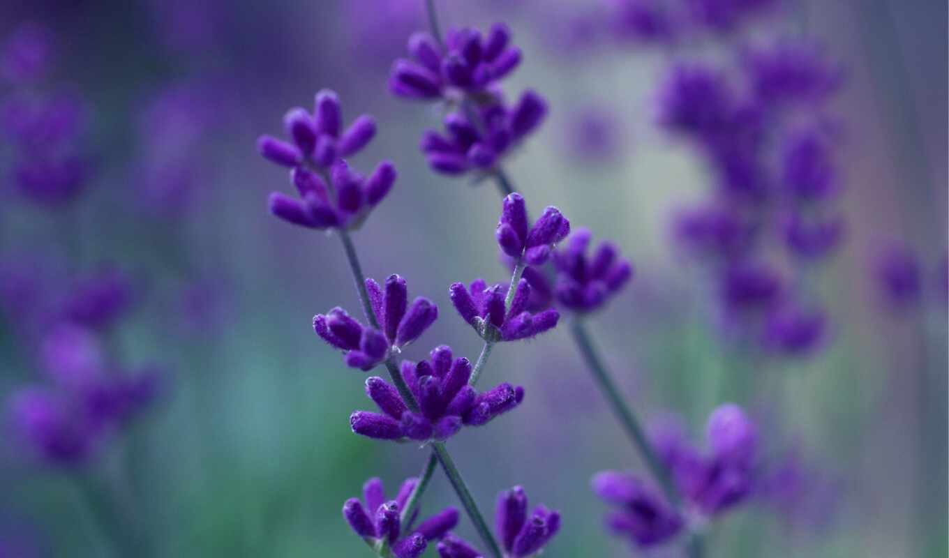 цветы, сиреневые, lavender, фиолетовые