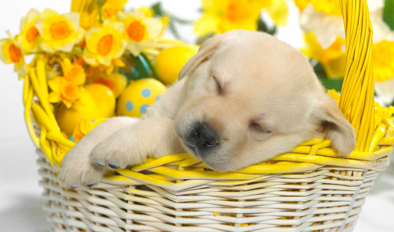 nature, flowers, puppy, dogs, yellow