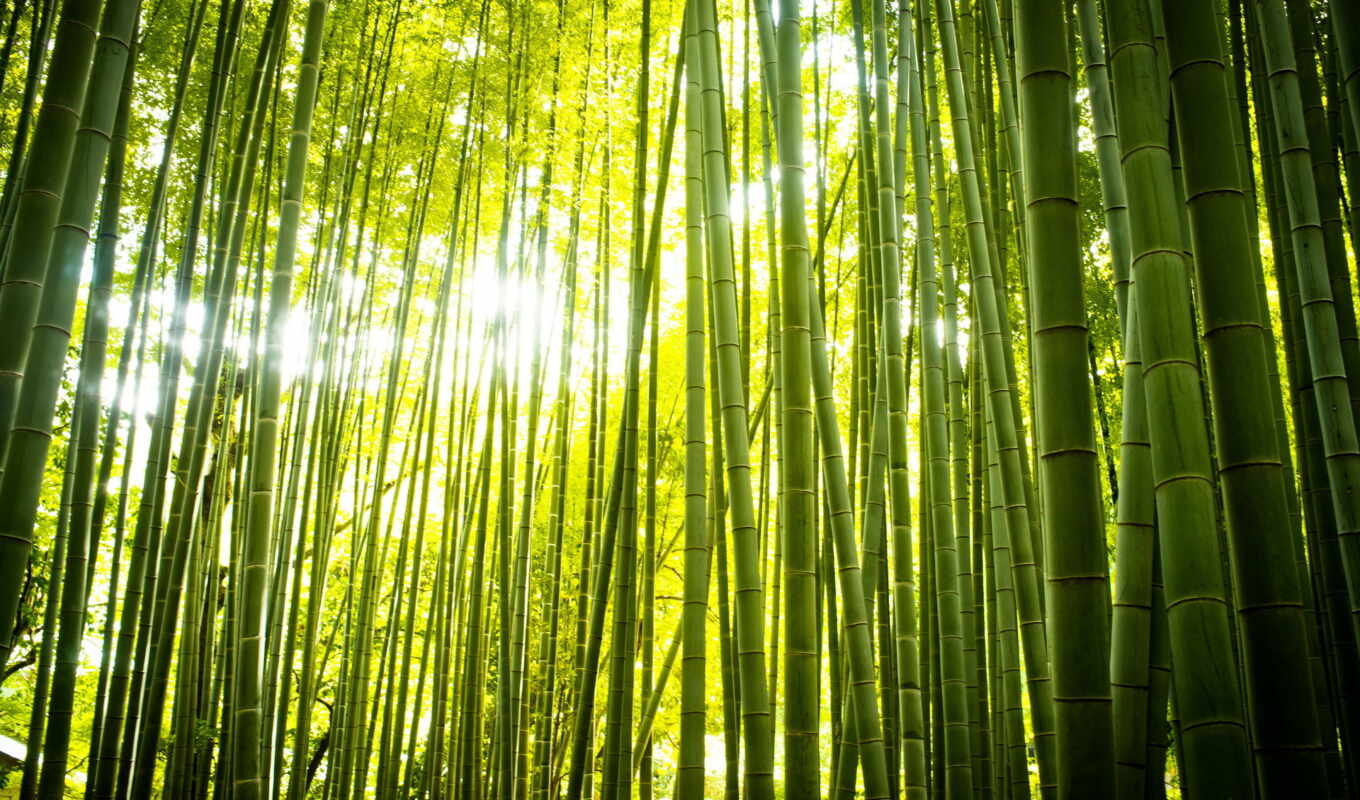 природа, картинка, лес, бамбук, фоны