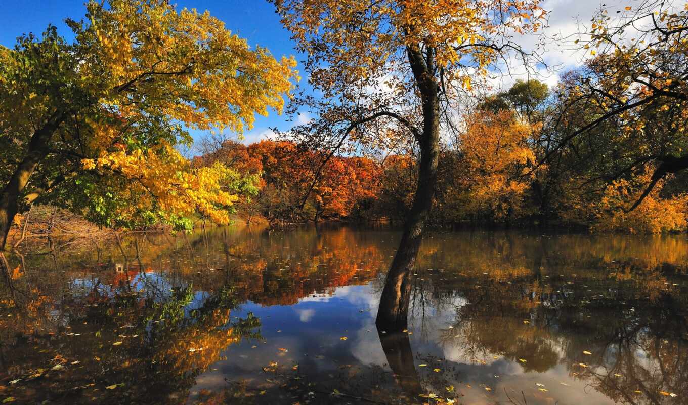 озеро, природа, осень, trees