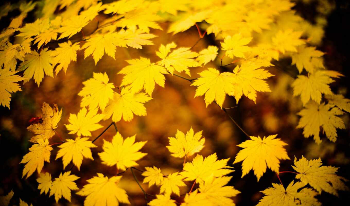 iphone, background, gallery, photos, autumn, pinterest, level, yellow, sz, pictures
