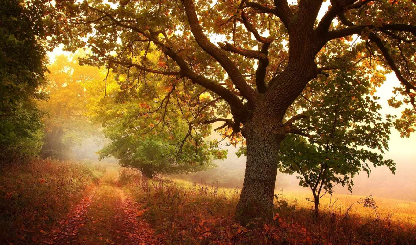 дерево, добавить, осень, дорогой, нефть, шкаф, пожаловаться, фотопечать, rbole