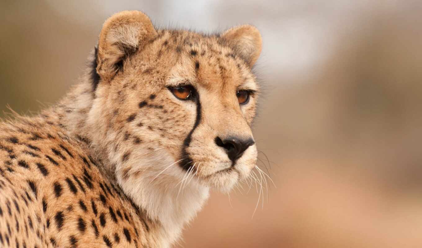 cheetah, looks, vzglyad, gepard, muzzle, cat, predator