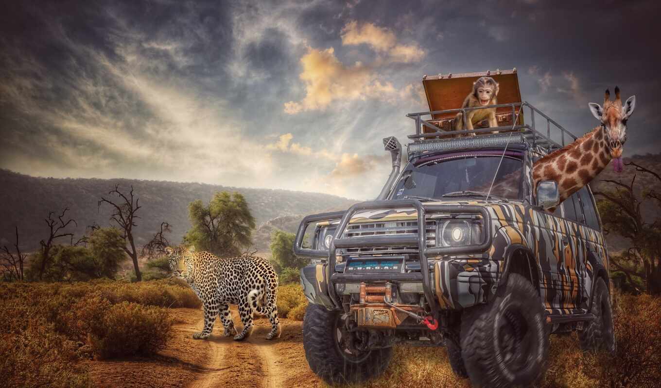 russian, savannah, jeep, safari, rug, pixabay