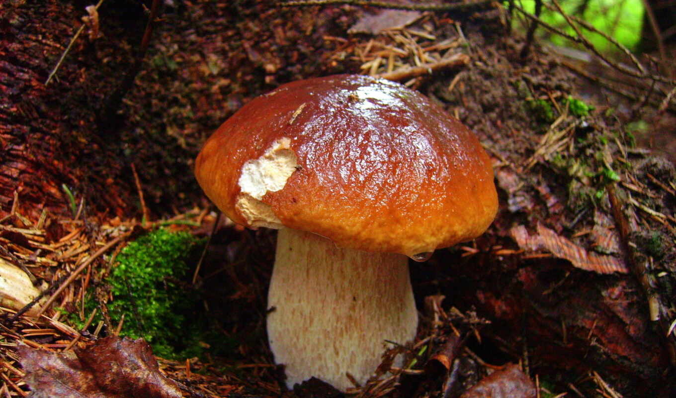 forest, autumn, mushroom