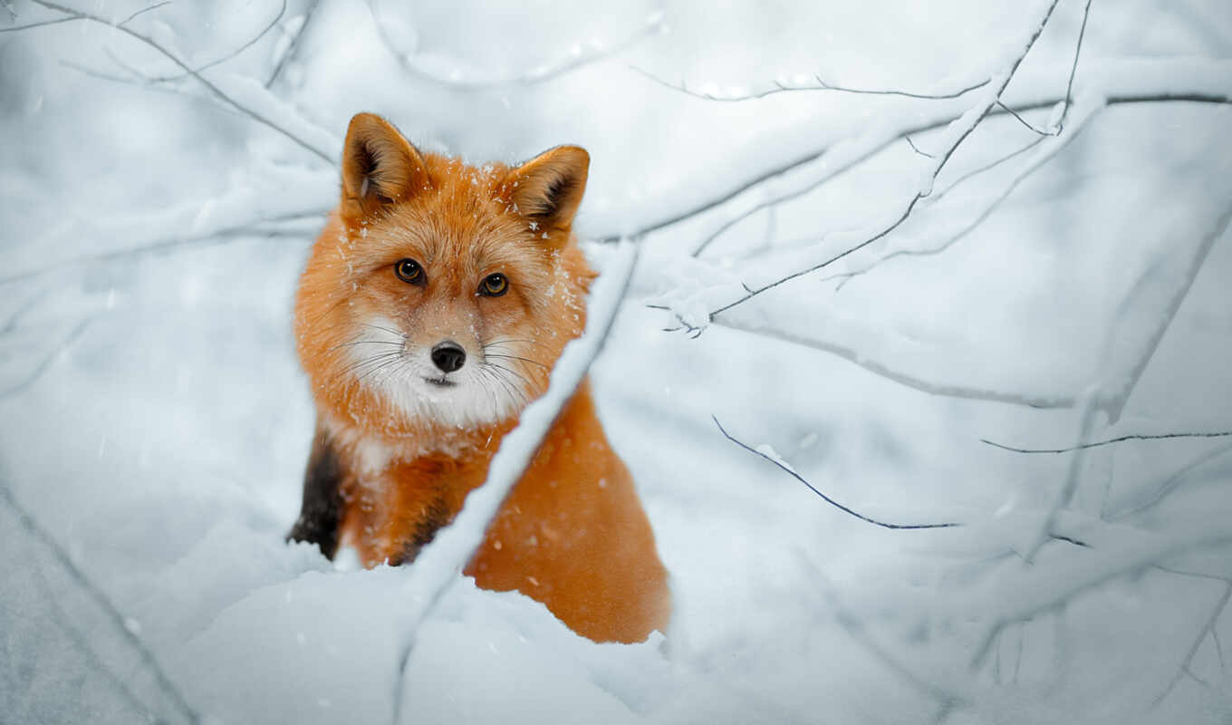 nature, snow, winter, fox, animal, cold, a mammal, wallpapermaniac