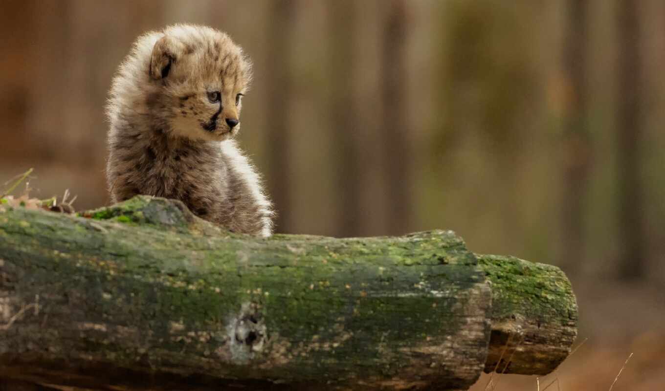 cheetah, besplatnooboi