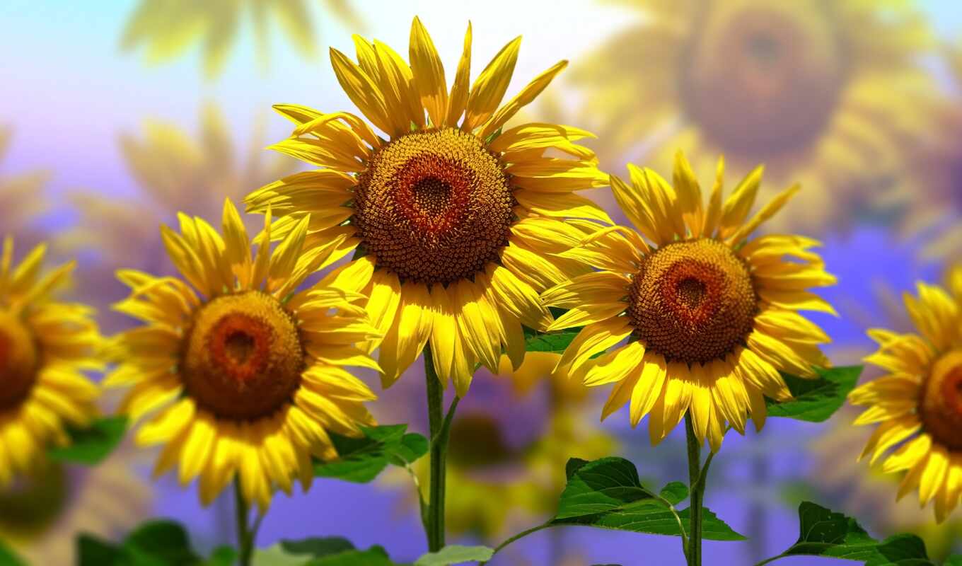 nature, flowers, sunflower, yellow, blurring, rare
