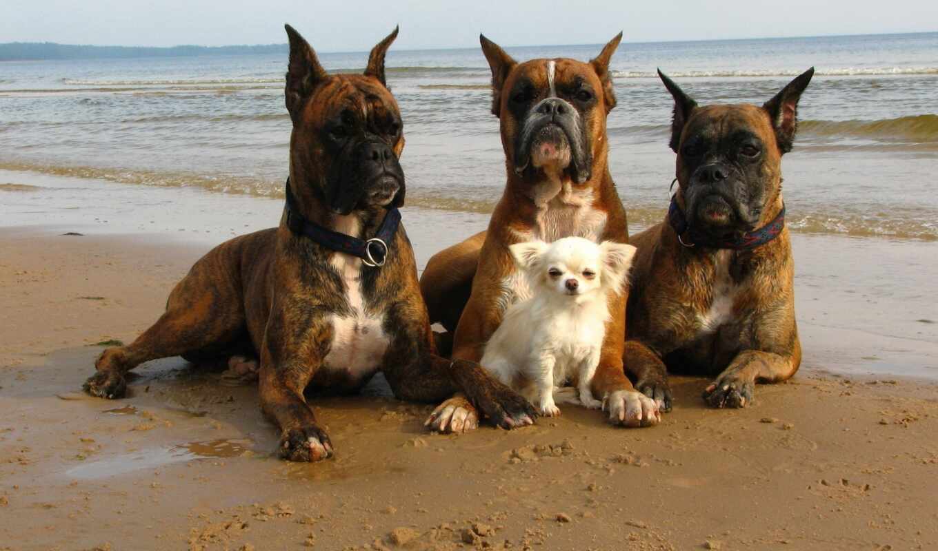 пляж, песок, собака, щенок, animal, защита