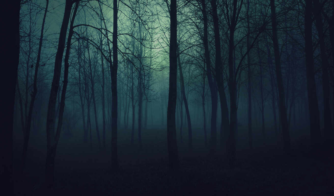 les, деревя, просмотреть, туман, темный