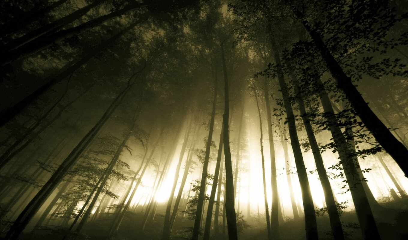 природа, свет, ночь, лес, dark, trees, разных, стволы, foggy, бугор