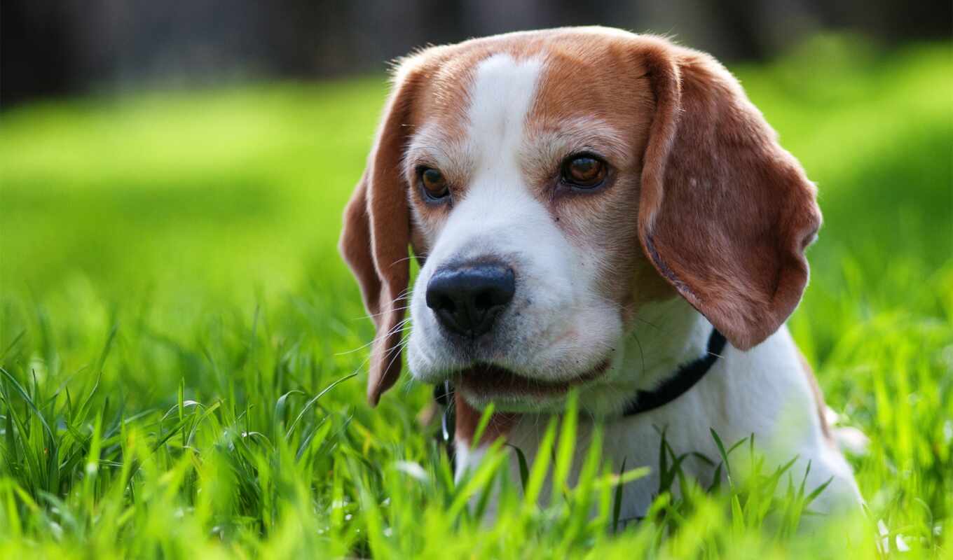 cute, щенок, beagle