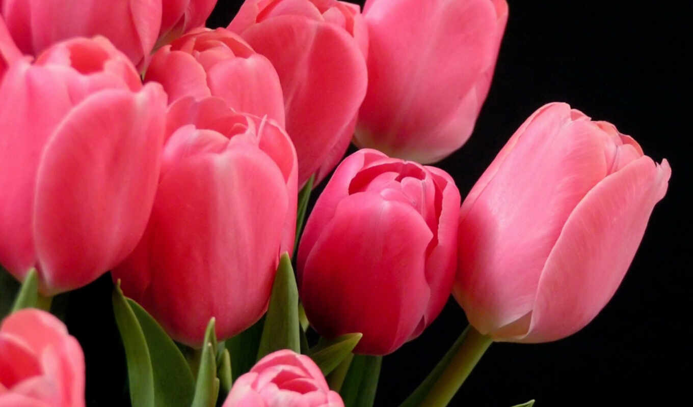 красивые, розовые, разных, тюльпаны, devushki